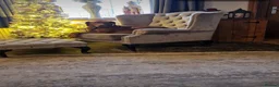 Hungarian Vizsla dogs for sale: KC reg vizzla puppy  - Advert 1