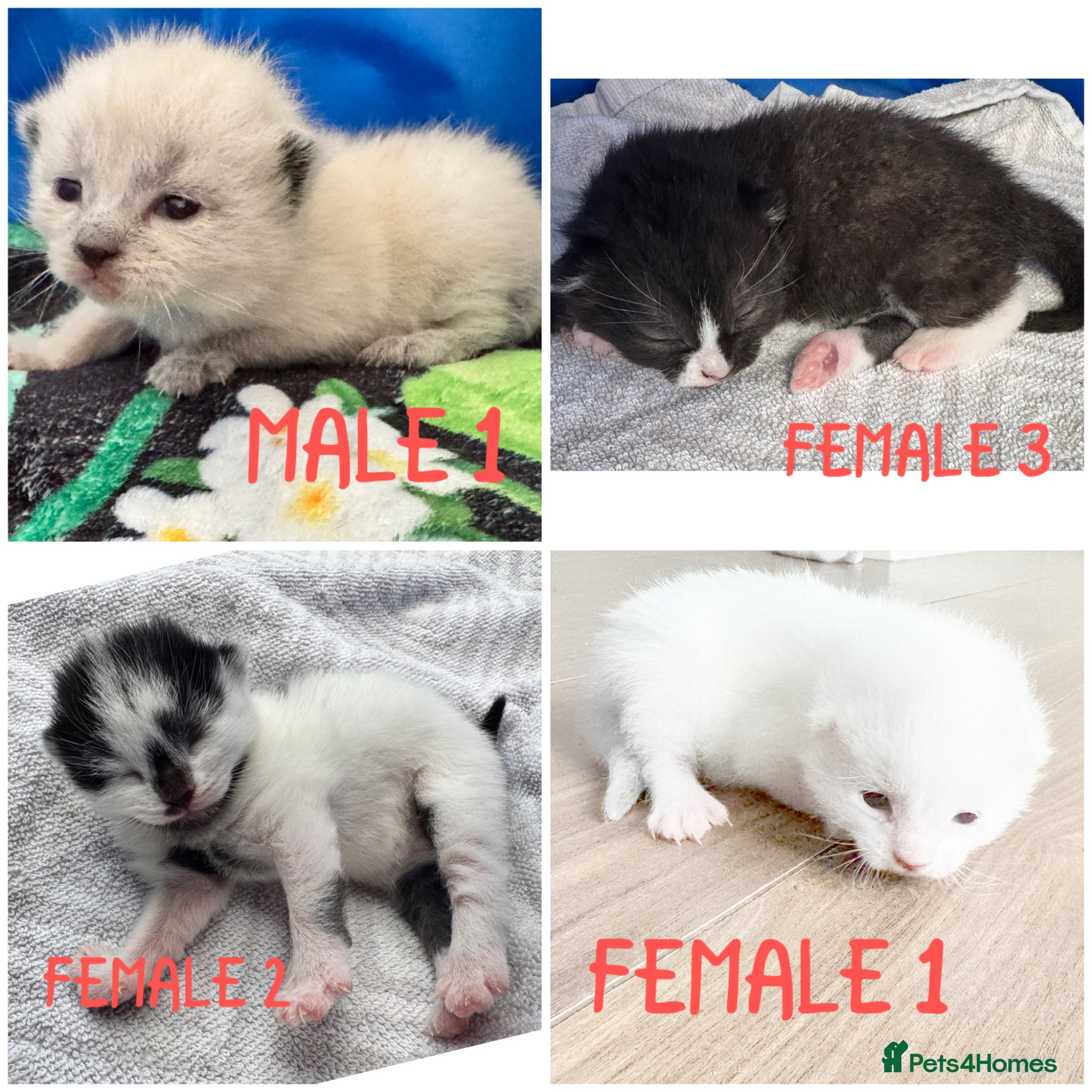 Siamese cats Siamese stunners  - Advert 1