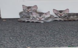 Bengal cats for sale: Silver bengals - Image 10