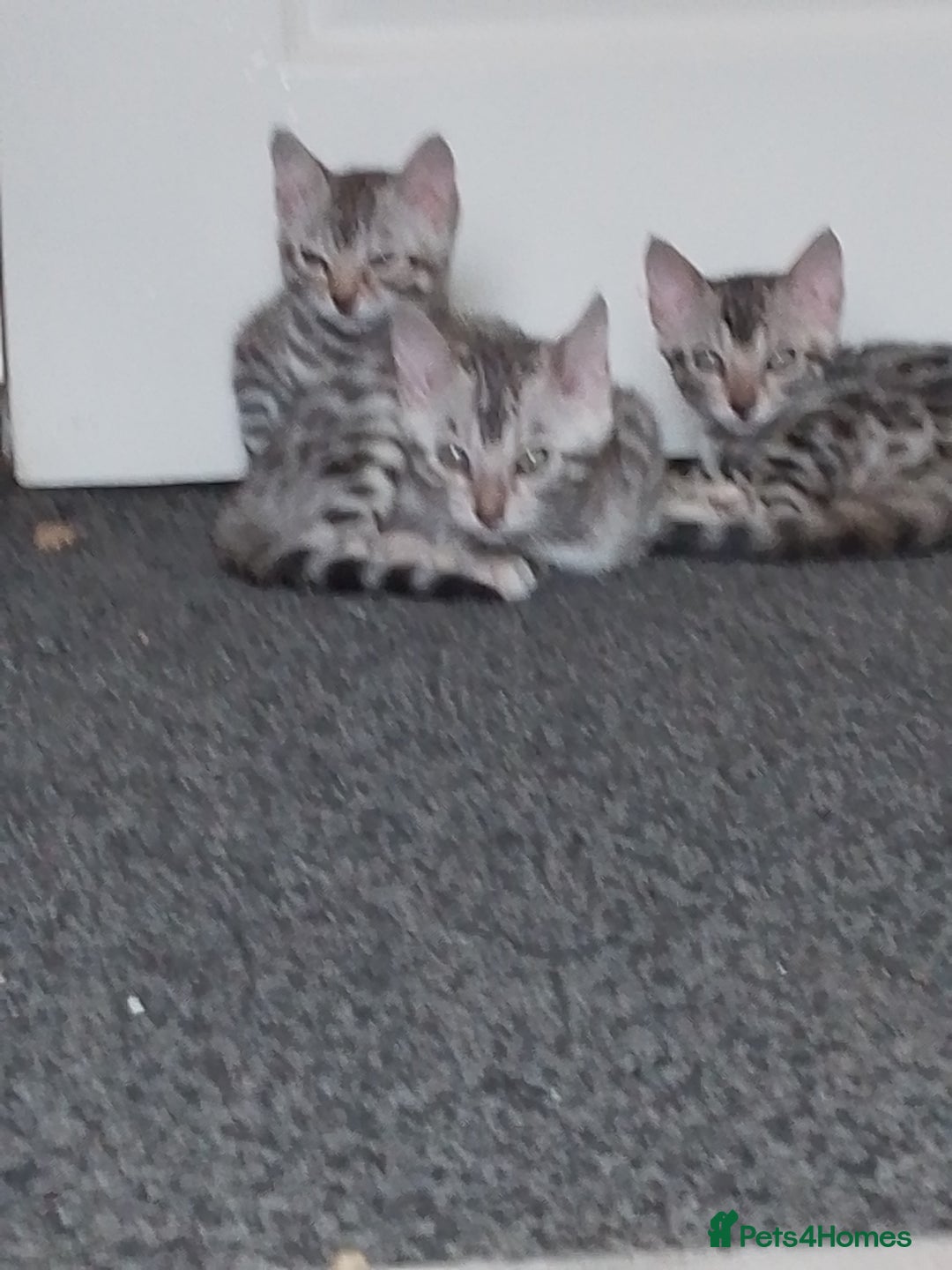 Bengal cats for sale: Silver bengals - Image 10
