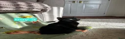 Domestic Shorthair cats for sale: Black and white kittens ready to leave  in Eye - Advert 8