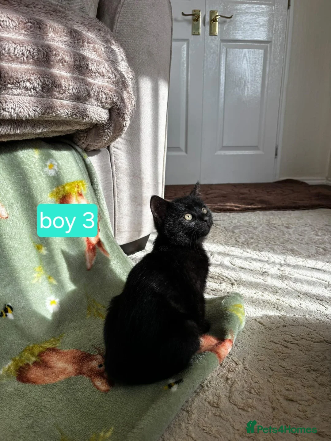Domestic Shorthair cats for sale: Black and white kittens ready to leave  in Eye - Advert 8