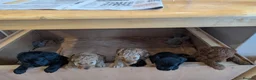 Cockapoo dogs for sale: One blonde curly haired and one black smoother. - Advert 7