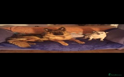 German Shepherd dogs for sale: German sheppard bitch  in Ilminster - Image 3