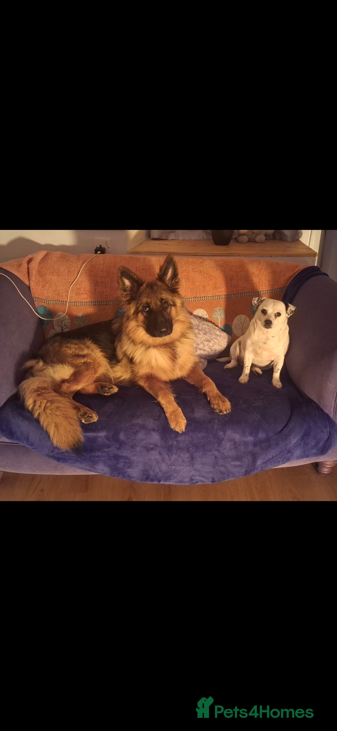 German Shepherd dogs for sale: German sheppard bitch  in Ilminster - Image 3