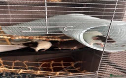 Rat rodents for sale: 3 female baby rats  - Image 14