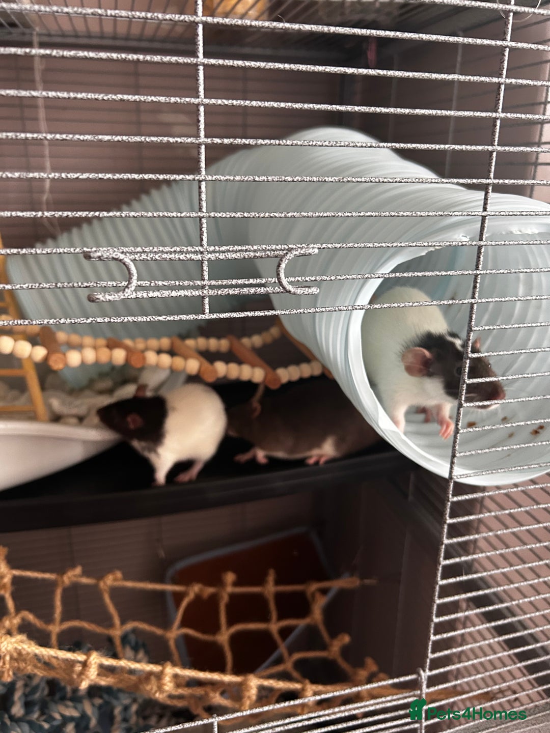 Rat rodents for sale: 3 female baby rats  - Image 14