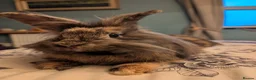 Mini Lion Lop rabbits for sale: Pair of bonded female mini lion lops in Pontefract - Advert 4
