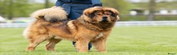 Tibetan Mastiff dogs for sale: Tibetan Mastiff - Advert 7