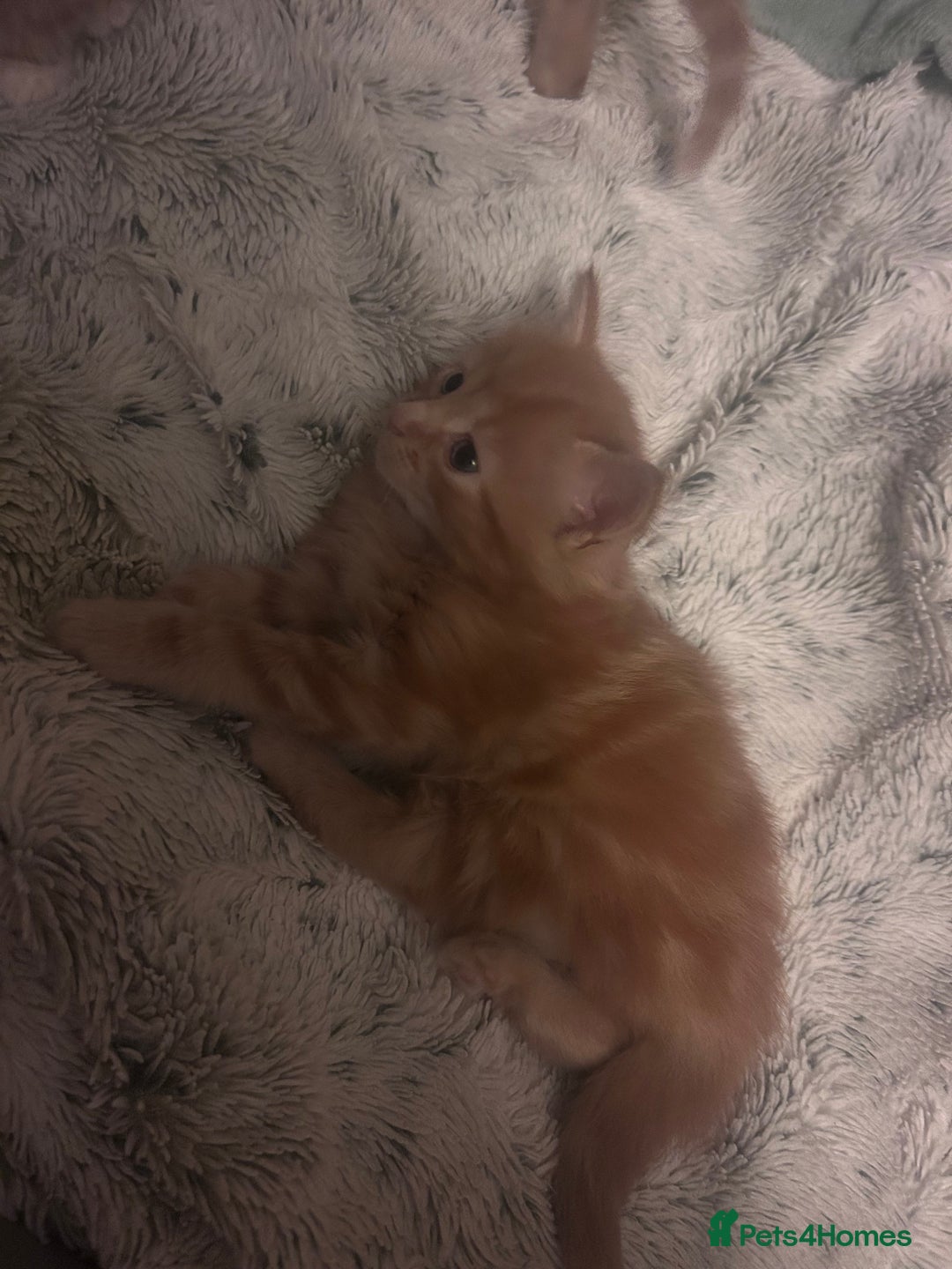 British Longhair cats for sale: Ginger British long hair male kitten - Advert 2