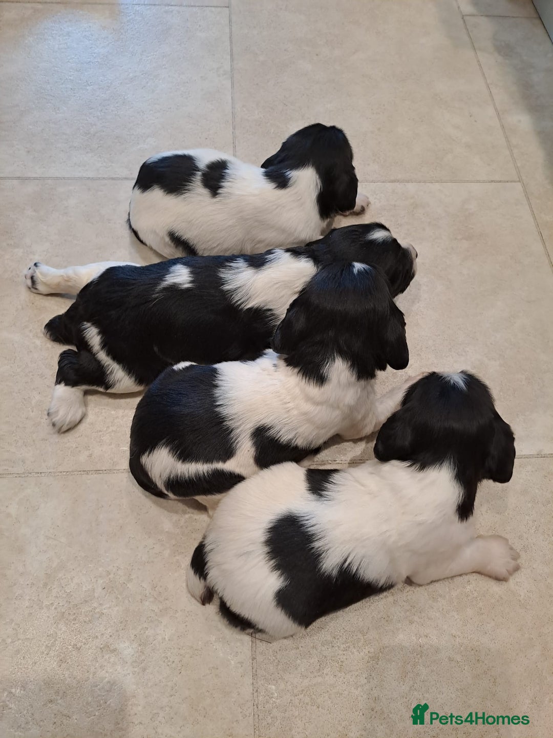 English Springer Spaniel dogs for stud: Wessexmac's King Kobe at Stud - Advert 6