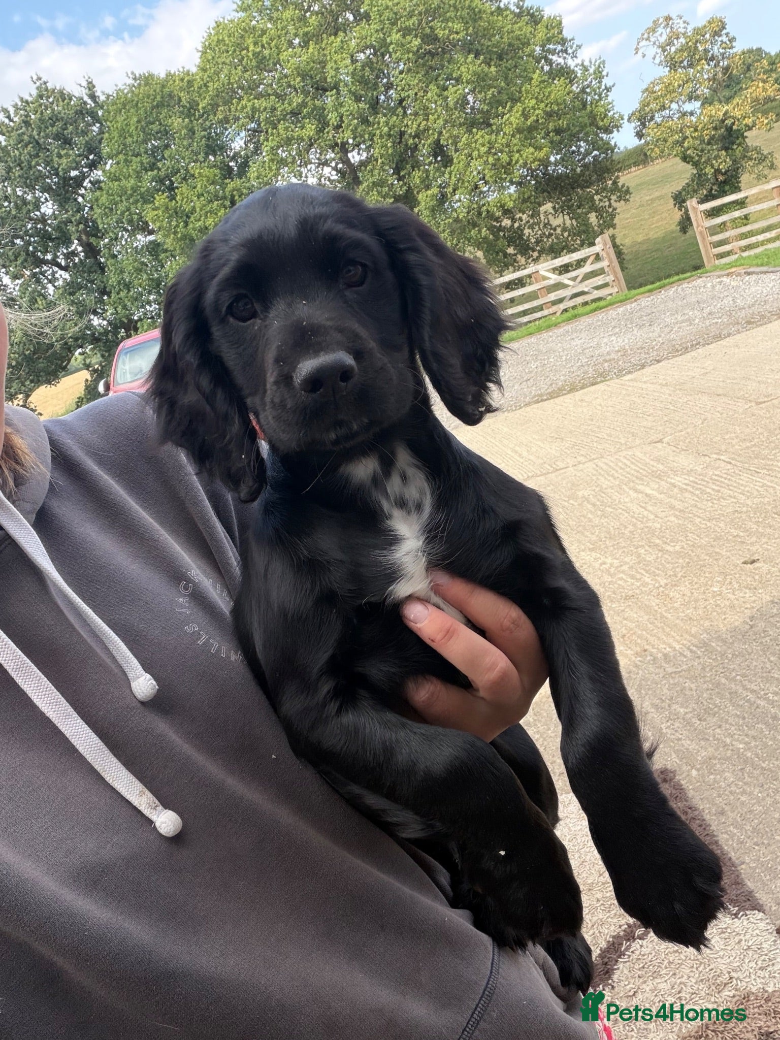 Cocker Spaniel dogs Gorgeous working bred dog pup - Advert 8