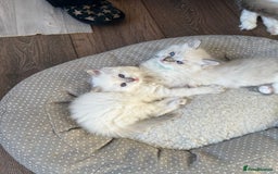 Ragdoll cats for sale: 3 Pure Ragdoll kittens and their mum  - Image 6