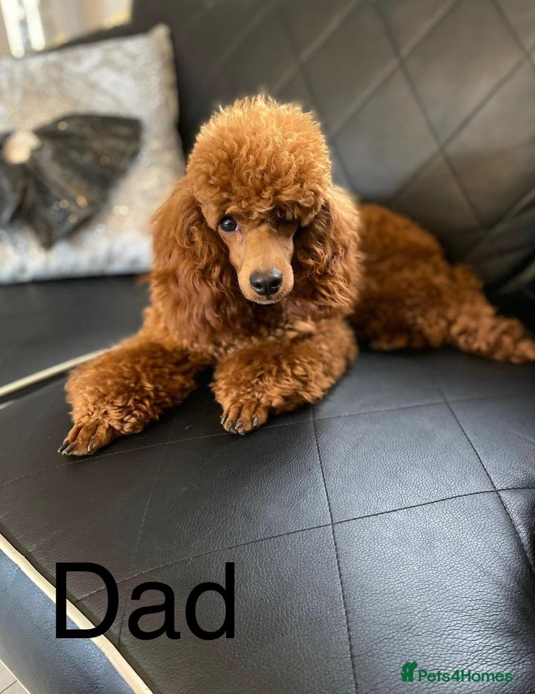 Cavapoo dogs for sale: Beautiful F1 Health Tested Red Cavapoo Puppies  - Image 13