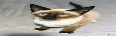 Siamese 3