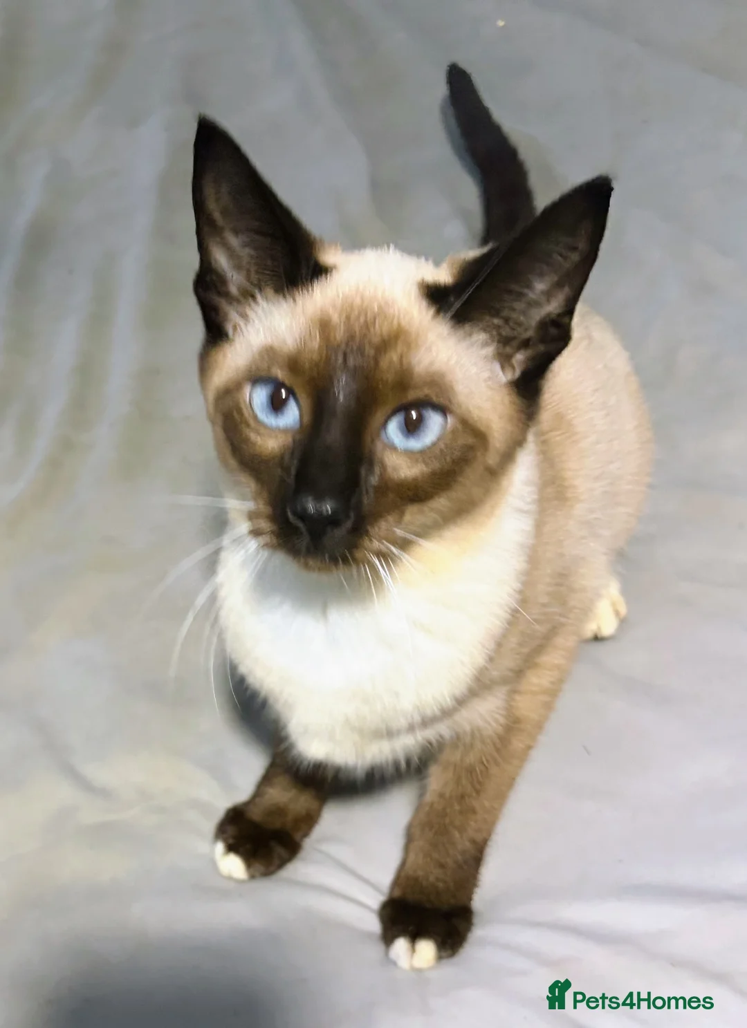 Siamese cats for sale: Beautiful Siamese kittens - Advert 10