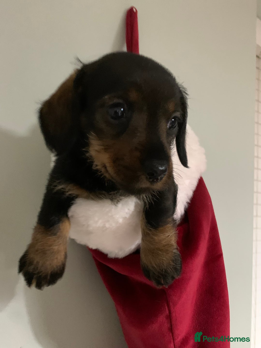 Miniature Dachshund dogs for sale: Miniature wirehaired daschunds - Advert 4