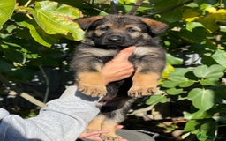 German Shepherd dogs for sale: Quality Kc Reg German shepherds - Image 2