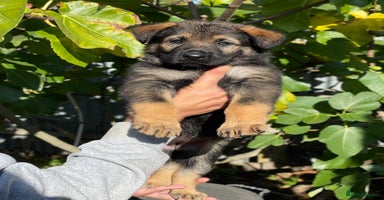 German Shepherd dogs - Advert 6