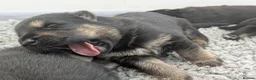 German Shepherd dogs for sale: Champion-Line KC Pups From Health Tested Parents - Advert 11