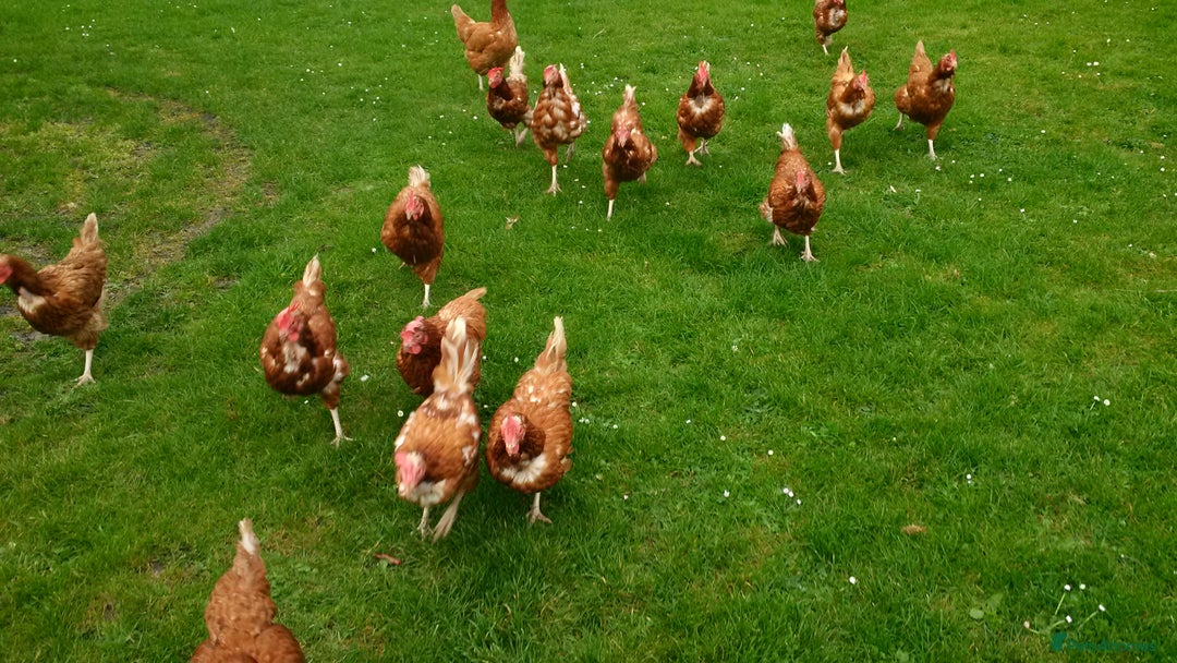 Hens poultry for sale: Laying Hens Warrens - Image 8