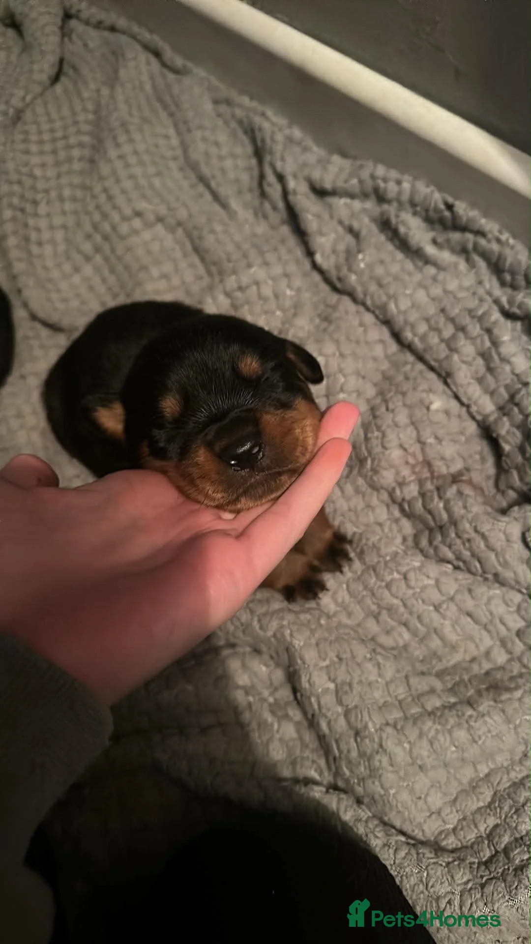 Rottweiler dogs for sale: Rottweiler puppies  in Bromsgrove - Advert 2