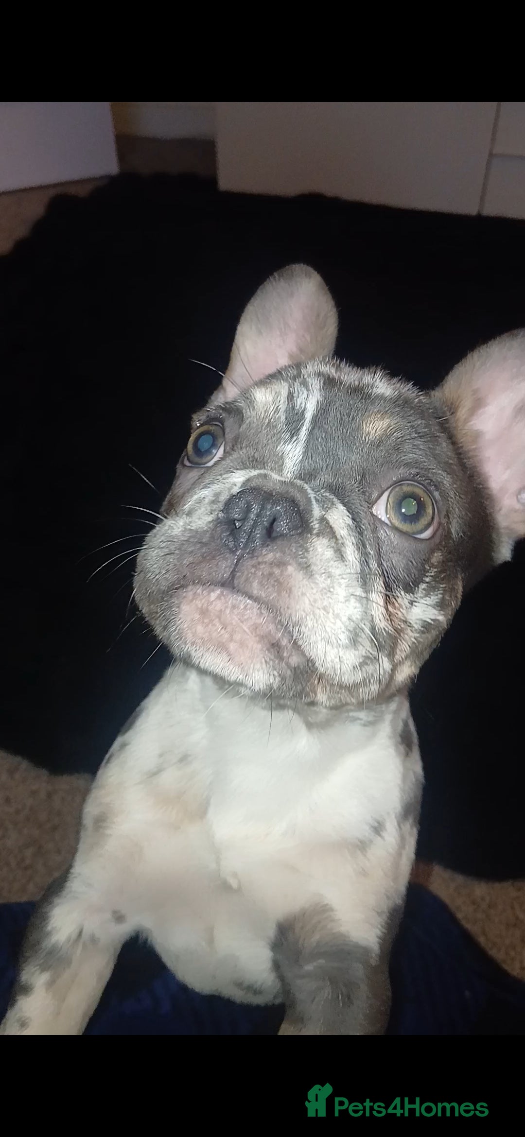 French Bulldog dogs KC reduced French Bulldog Merles. - Advert 10