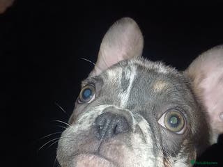 French Bulldog dogs KC reduced French Bulldog Merles. - Advert 10