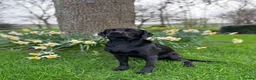 Labrador Retriever dogs for sale: Gorgeous Litter of Labrador puppies - Advert 10