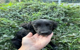 Mixed Breed dogs for adoption: Spider for adoption - Image 3