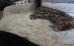 Bengal cats for sale:  1 stunning male bengal kitten  - Image 30