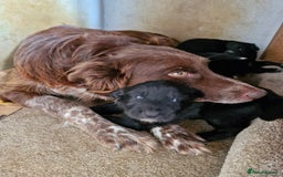 Mixed Breed dogs for sale: Shollie pup - Image 5