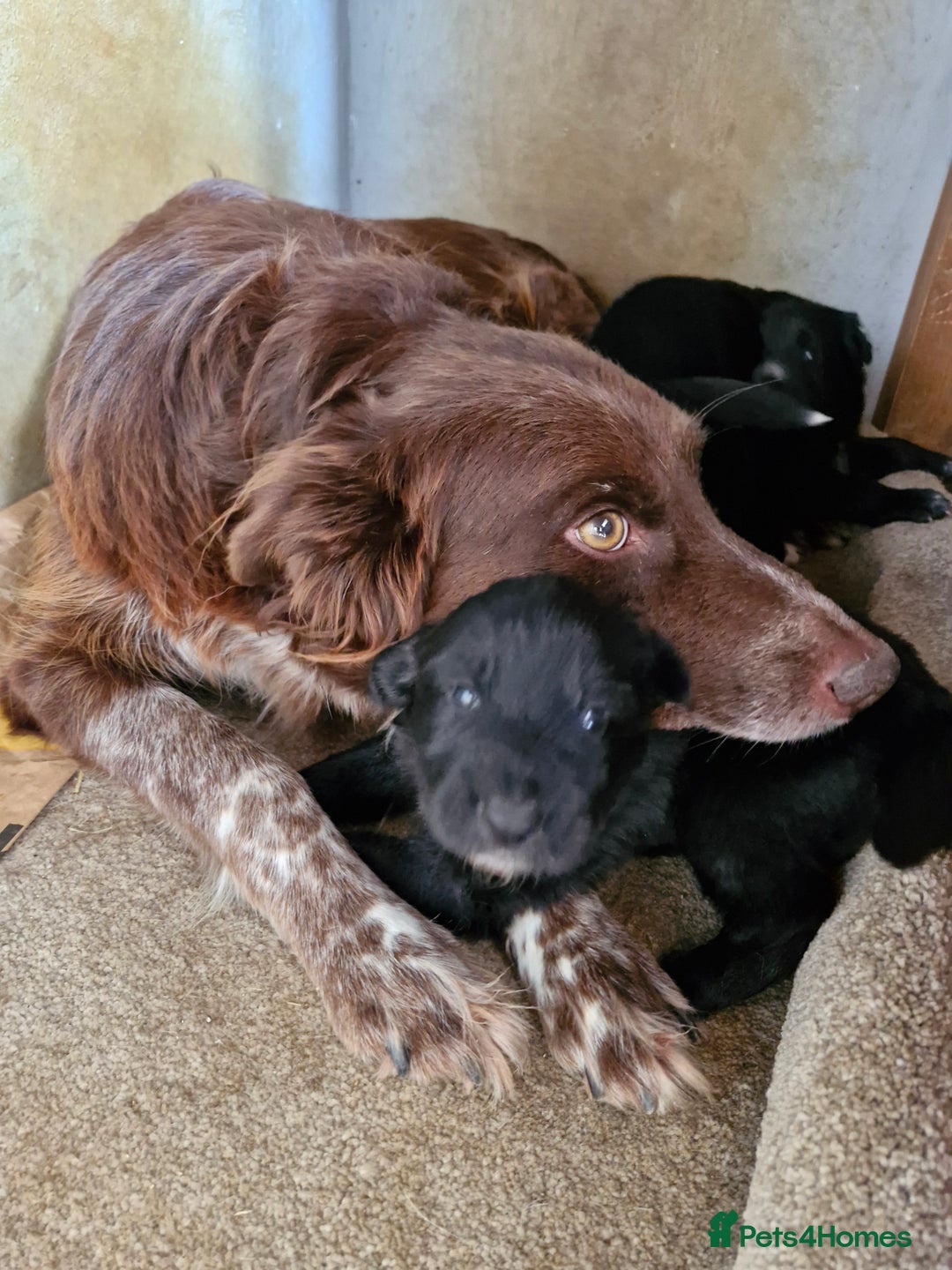 Mixed Breed dogs for sale: Shollie pup - Image 5