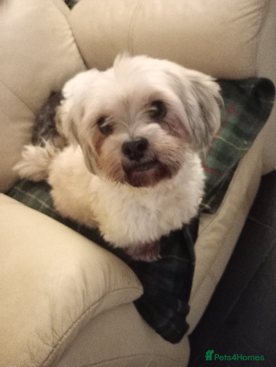 Lhasa Apso dogs for sale: LHASA APSO PUPPIES - Advert 1