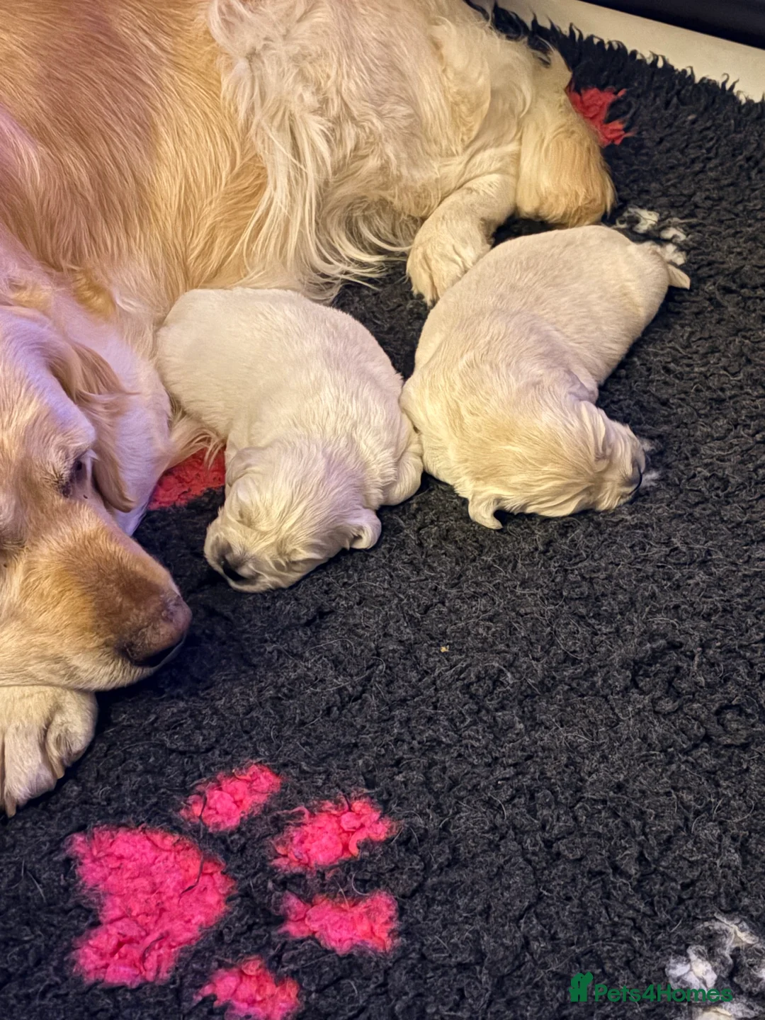 Golden Retriever dogs for sale: Cream golden retrievers  - Advert 2