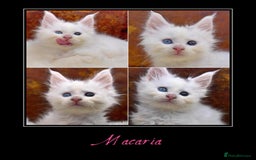 Maine Coon cats for sale: Championship line GCCF Maine Coon kittens  - Image 4