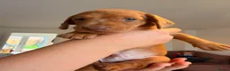 Dachshund dogs for sale: Beautiful Mini Dachshund puppies - Advert 5