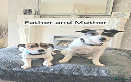 Jack Russell dogs for sale: Jack Russell puppies  - Image 7