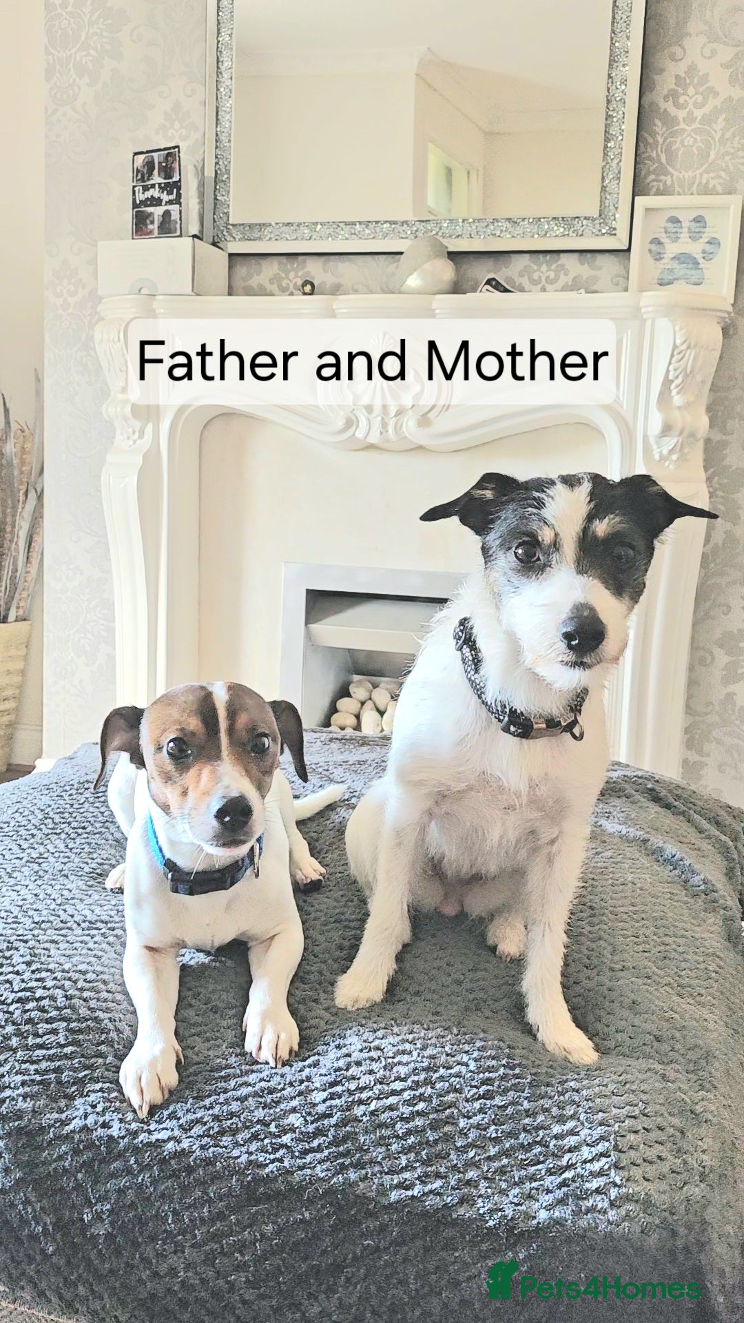 Jack Russell dogs for sale: Jack Russell puppies  - Image 7