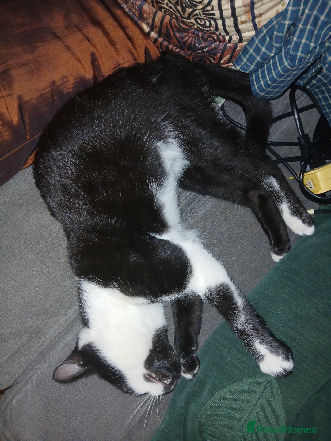European cats for sale: 3 adorable kittens for sale  - Image 5