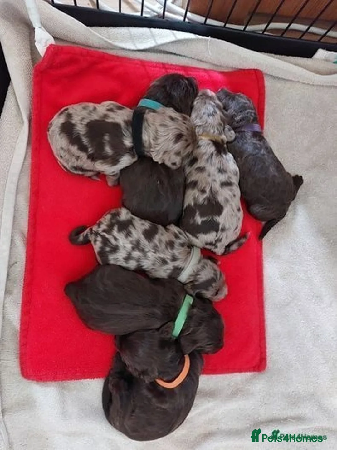 Cockapoo dogs for stud: Chocolate Cockapoo STUD *DNA & BVA EYE TESTED* in Manchester - Advert 24