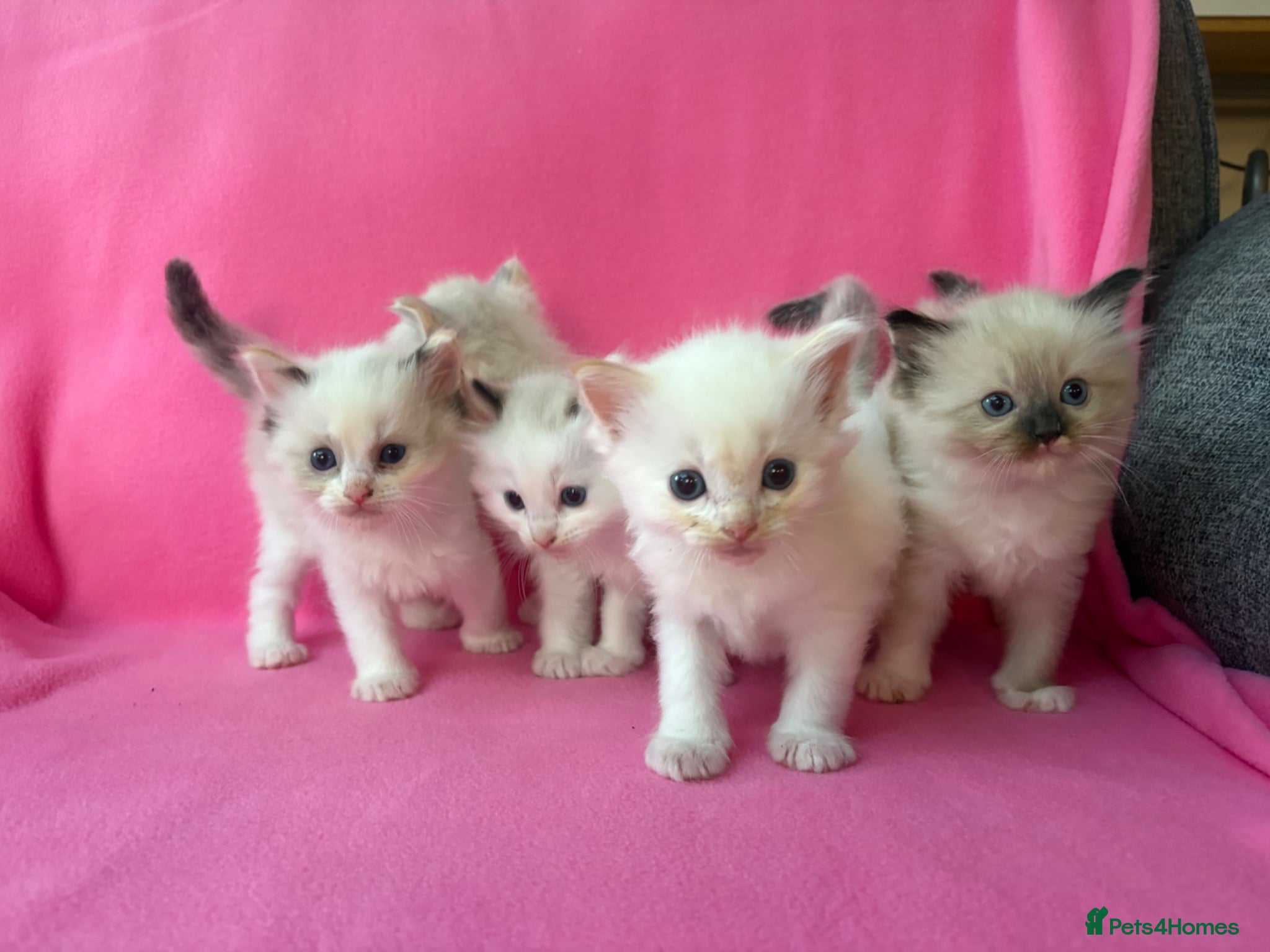 Ragdoll cats 5 Beautiful Fluffy Ragdoll Kittens  - Advert 1