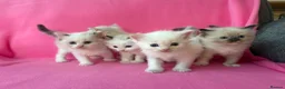 Ragdoll cats for sale: 5 Beautiful Fluffy Ragdoll Kittens  - Advert 1