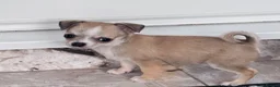 Chihuahua dogs for sale: gorgeous puppies in hull - Advert 11
