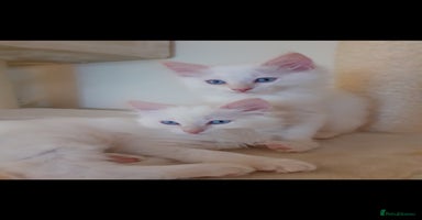 Ragdoll cats - Advert 9