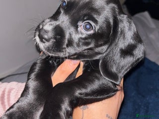 Cockerdor dogs 2025 litter (November) - Advert 13