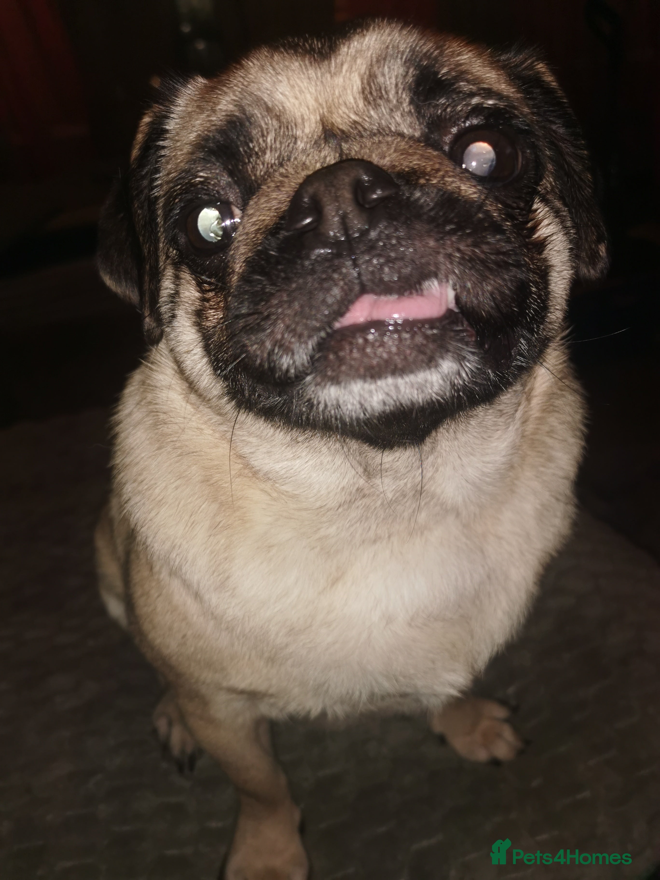 Pug dogs Luna for sale - Advert 1