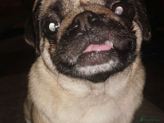Pug dogs Luna for sale - Advert 1