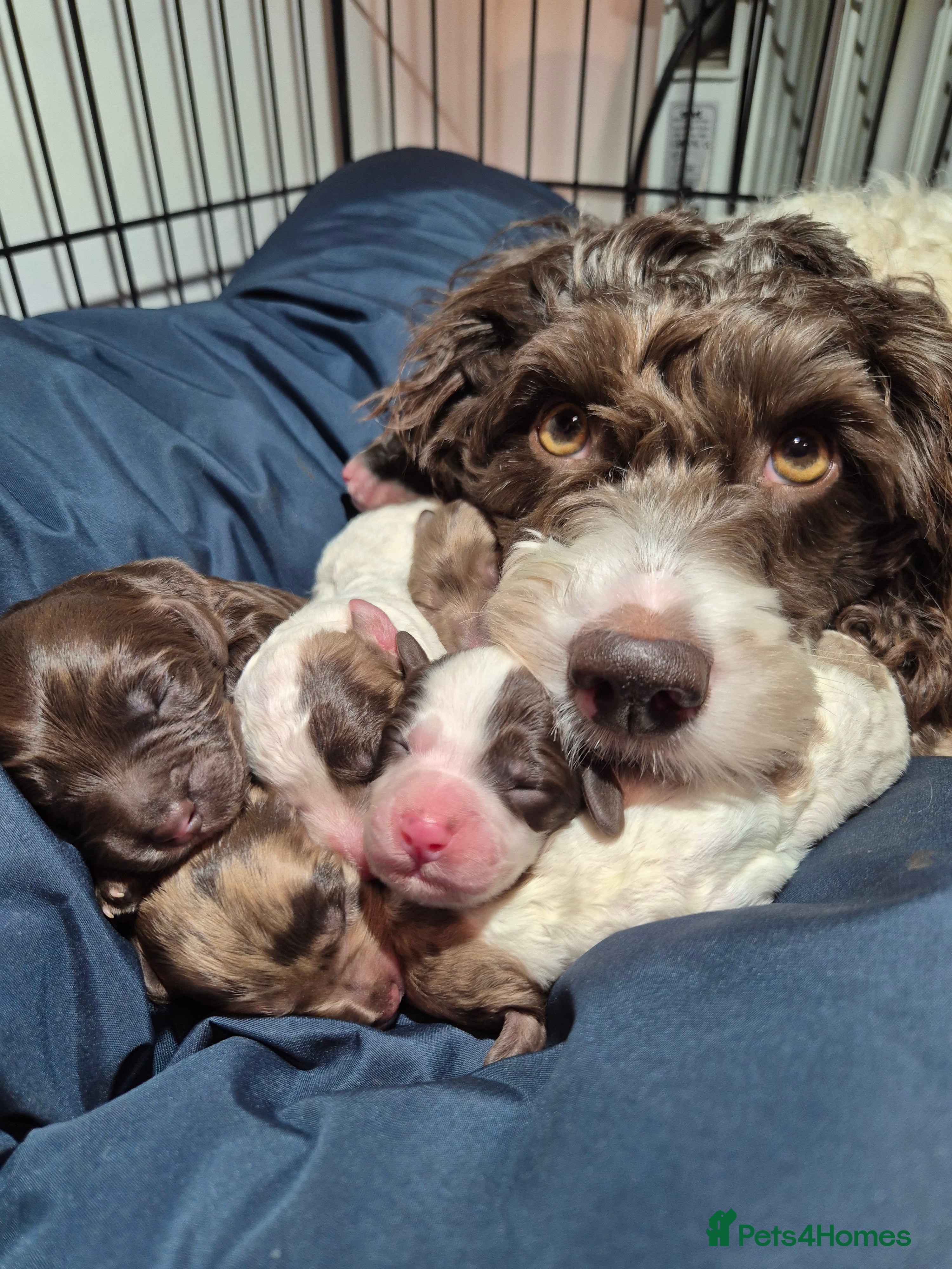 Cockapoo dogs Stunning F2B cockapoos - Advert 16