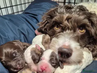 Cockapoo dogs Stunning F2B cockapoos - Advert 16